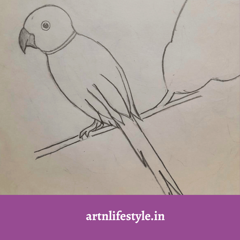 easy drawing ideas - parrot