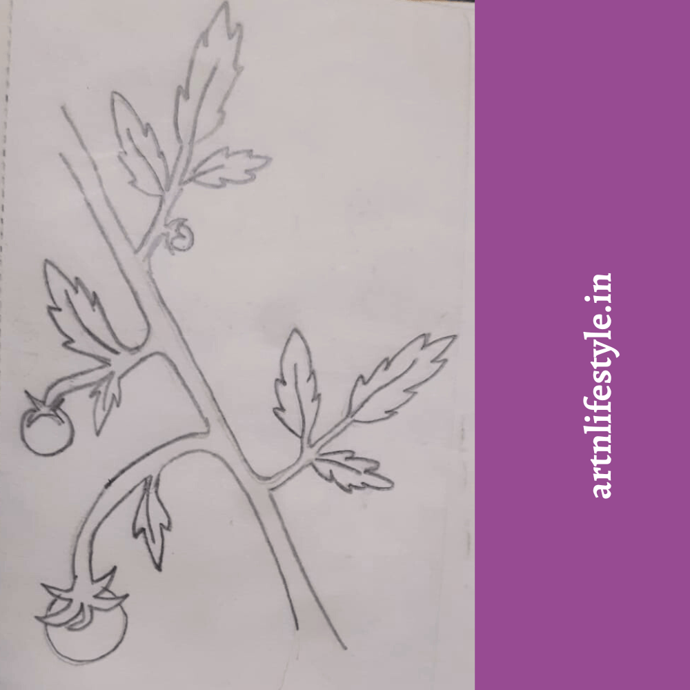 easy drawing ideas - tomato plant