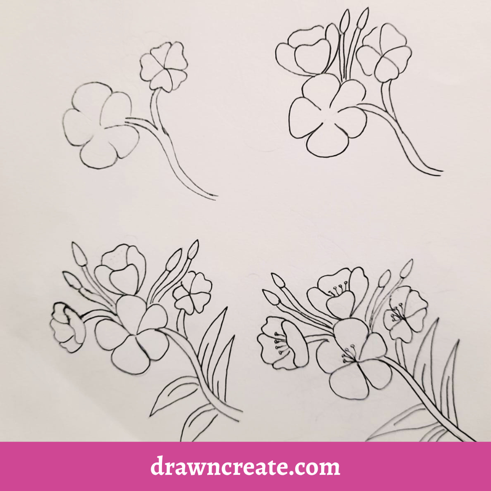 Step by step oleander flower drawing