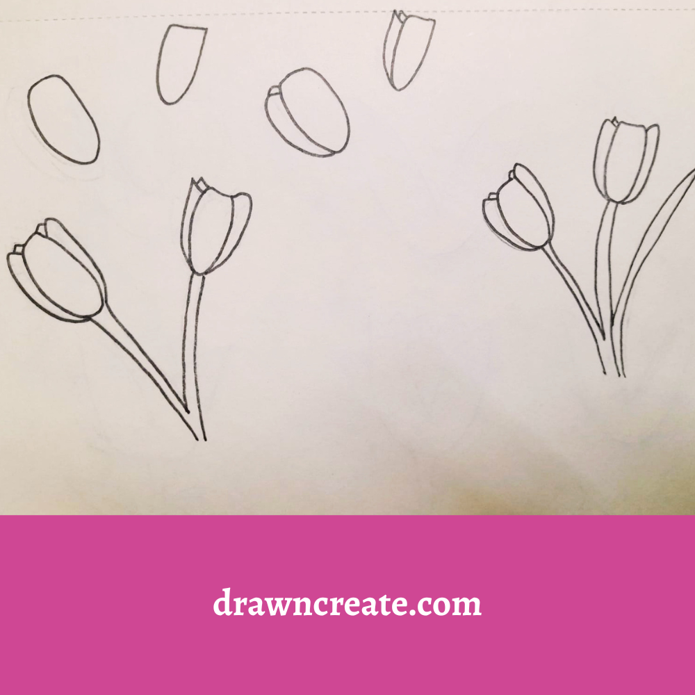 Step by step tulip bunch drawing