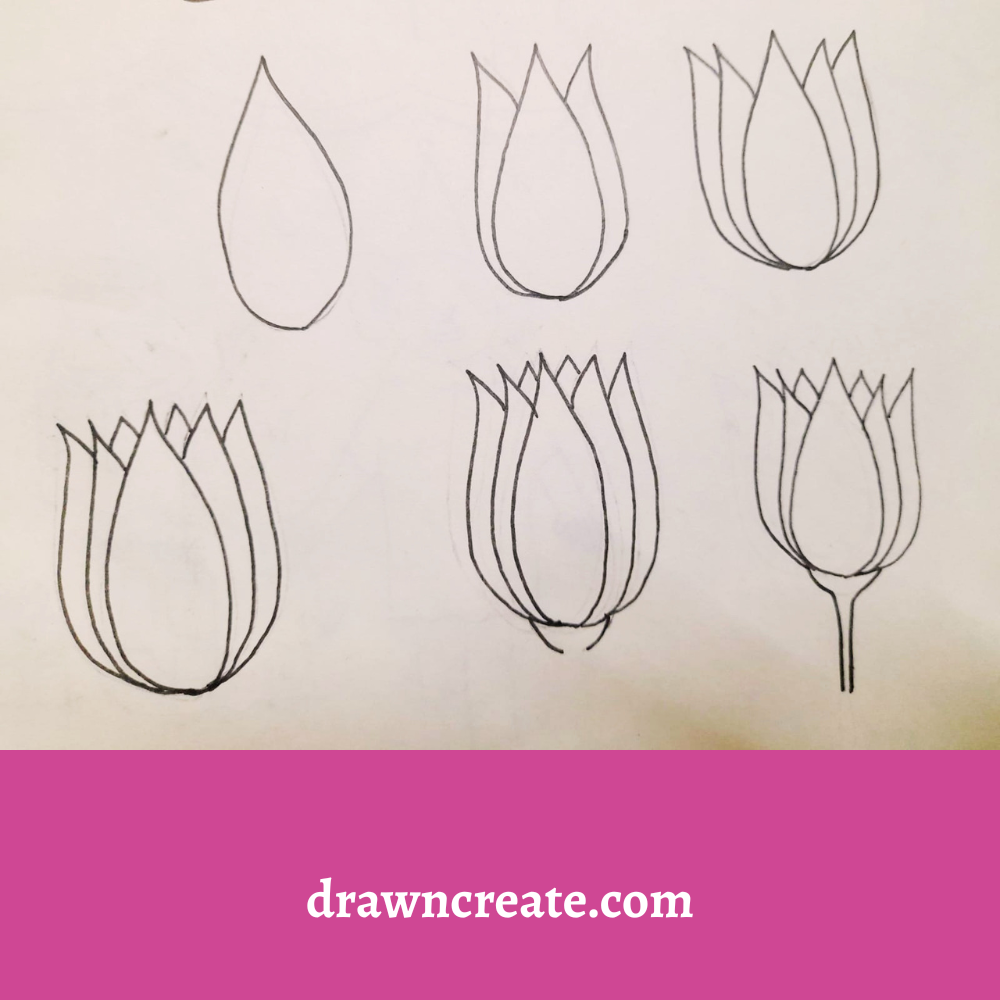 Step by step lotus flower drawing