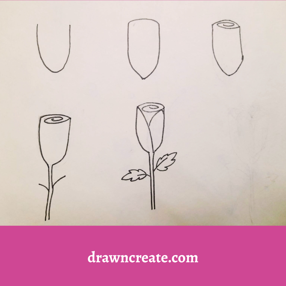 Step by step rose flower drawing