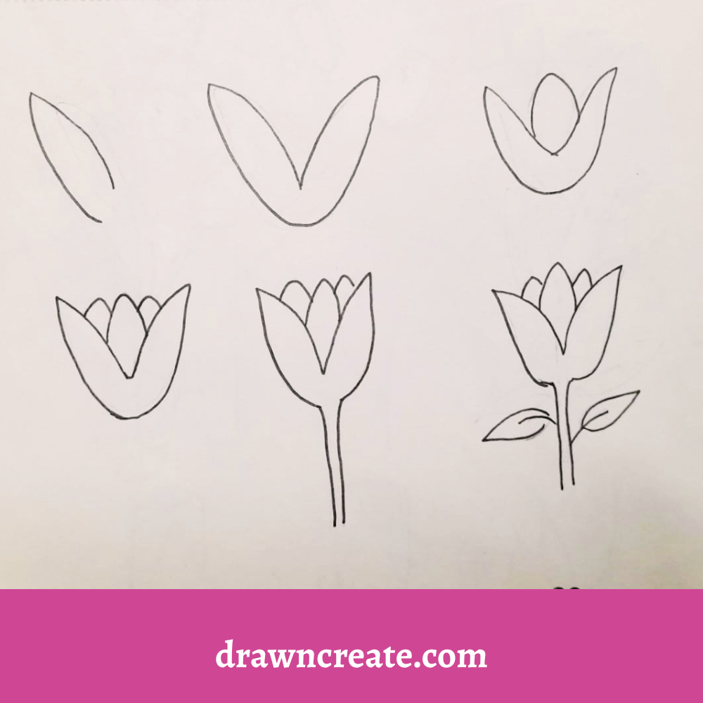 Step by step tulip flower drawing