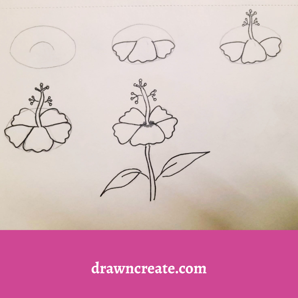 Step by step hibiscus flower drawing