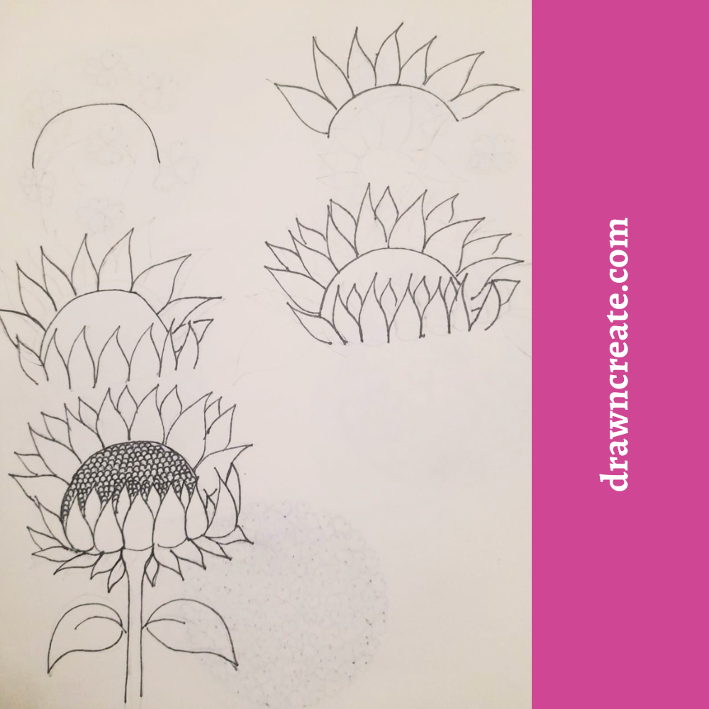 Step by step sunflower drawing