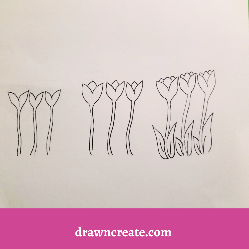 Step by step tulip flowers drawing