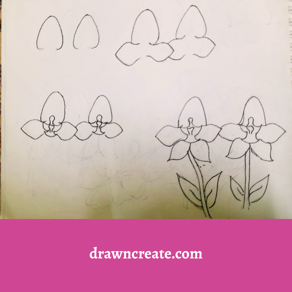 Step by step orchid flower drawing
