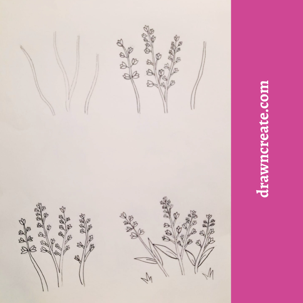 Step by step lupin flowers drawing