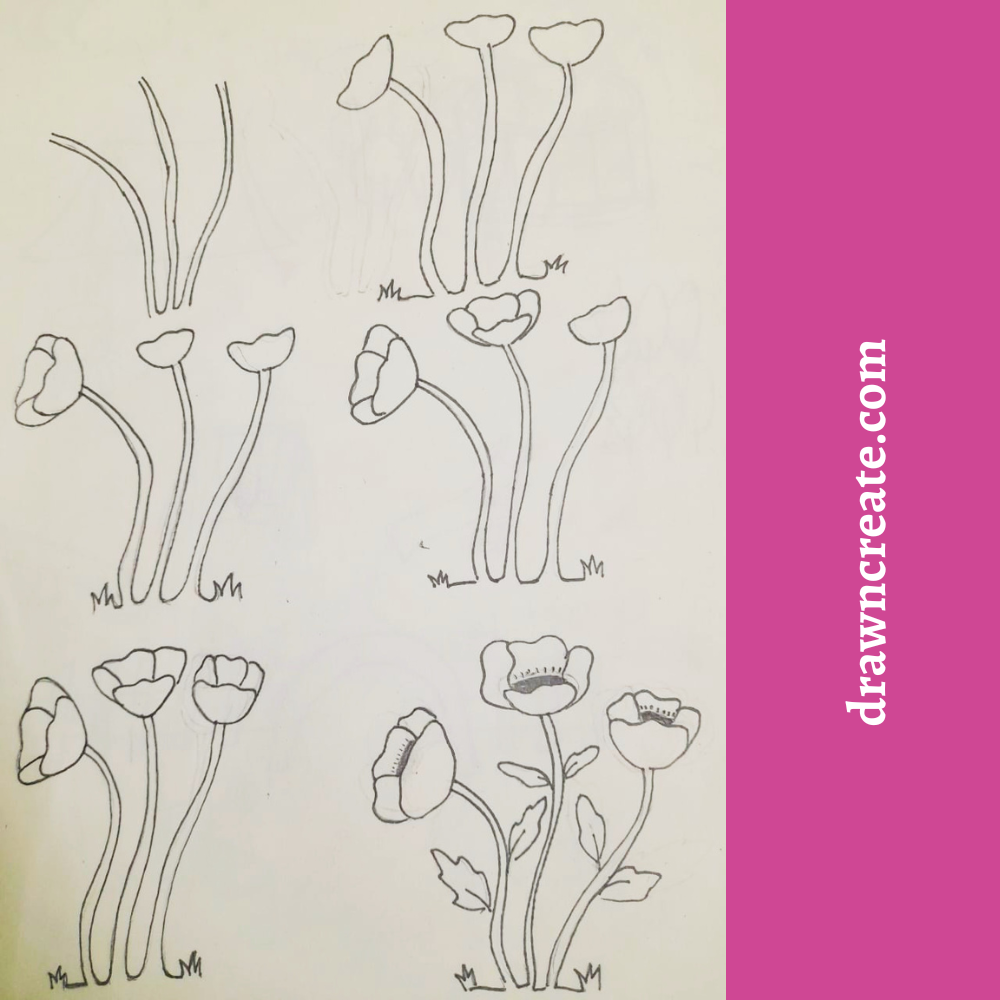 Step by step poppy flower drawing