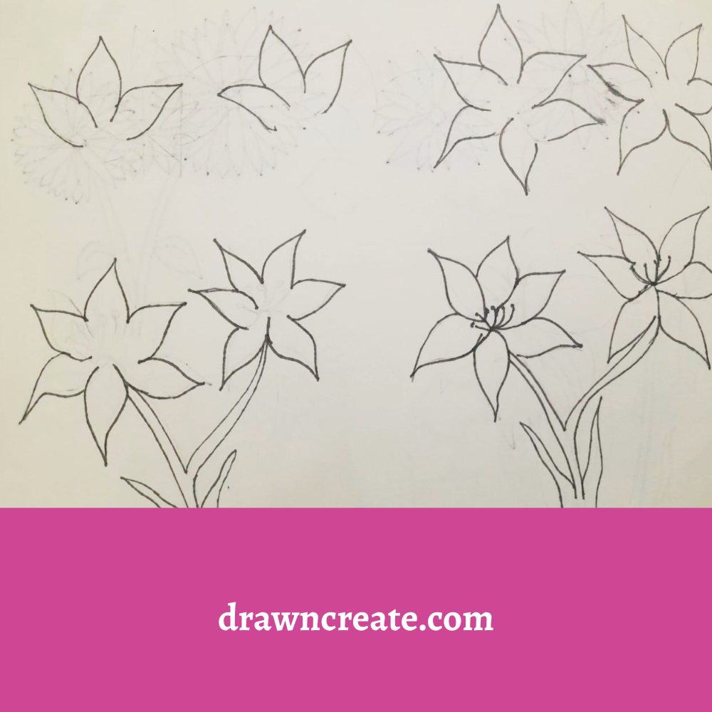 Step by step lily flower drawing