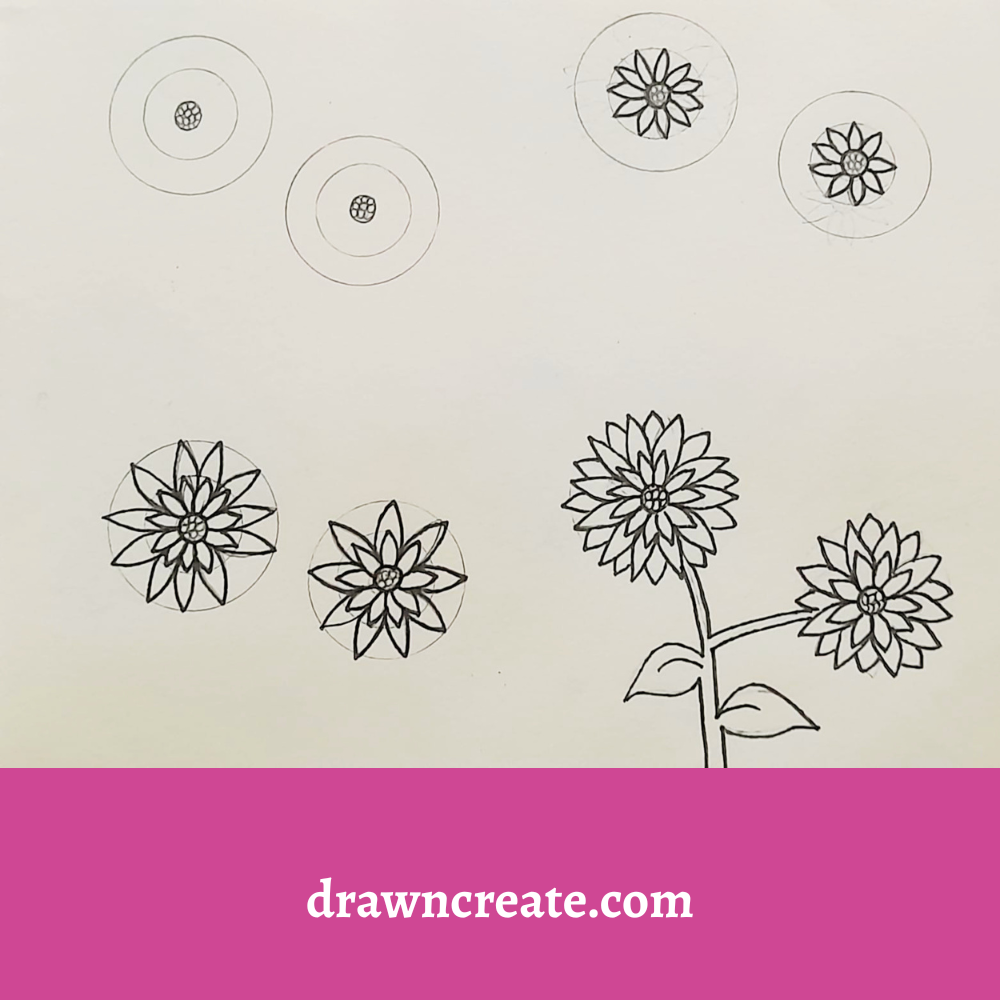 step by step drawing of dahlia flowers