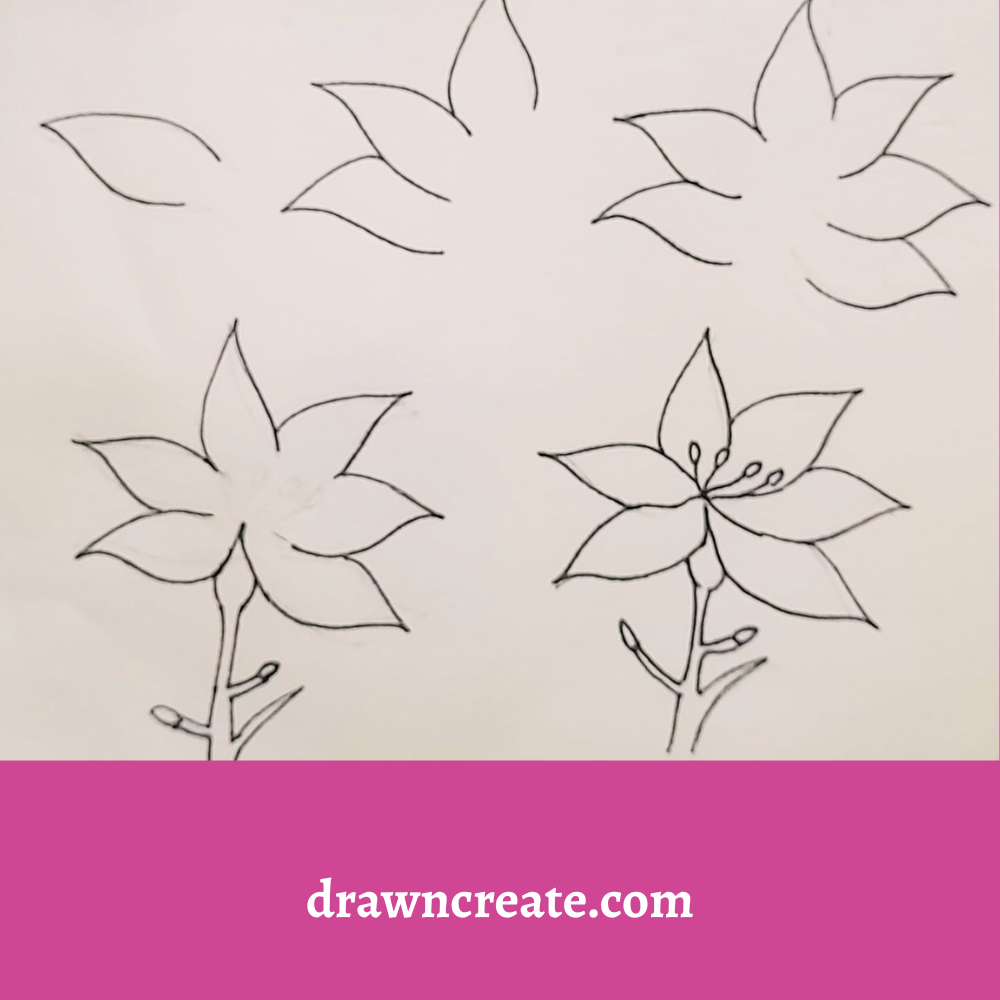 step by step drawing of lillies