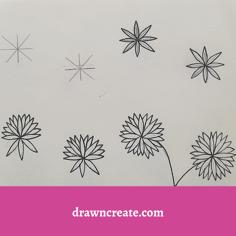 step by step drawing of chrysanthemum