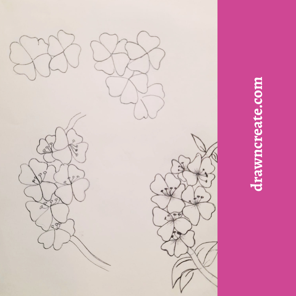 Step by step cherry flower drawing