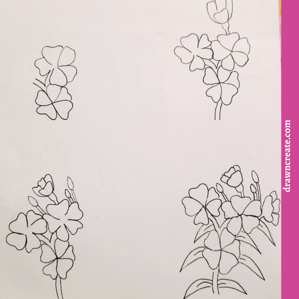 Step by step vinca flower drawing