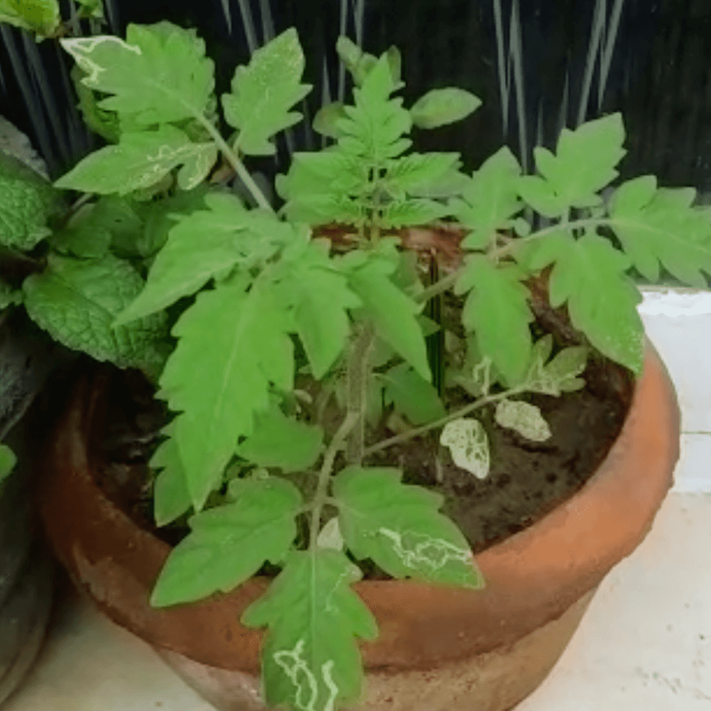 how to plant tomato seeds