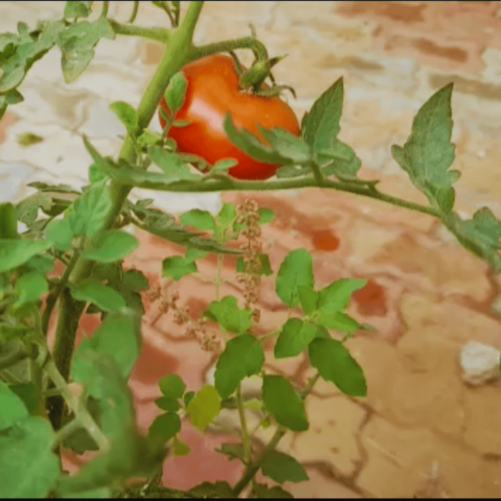 how to plant tomato seeds