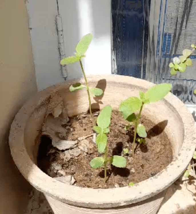 plant sunflower seeds