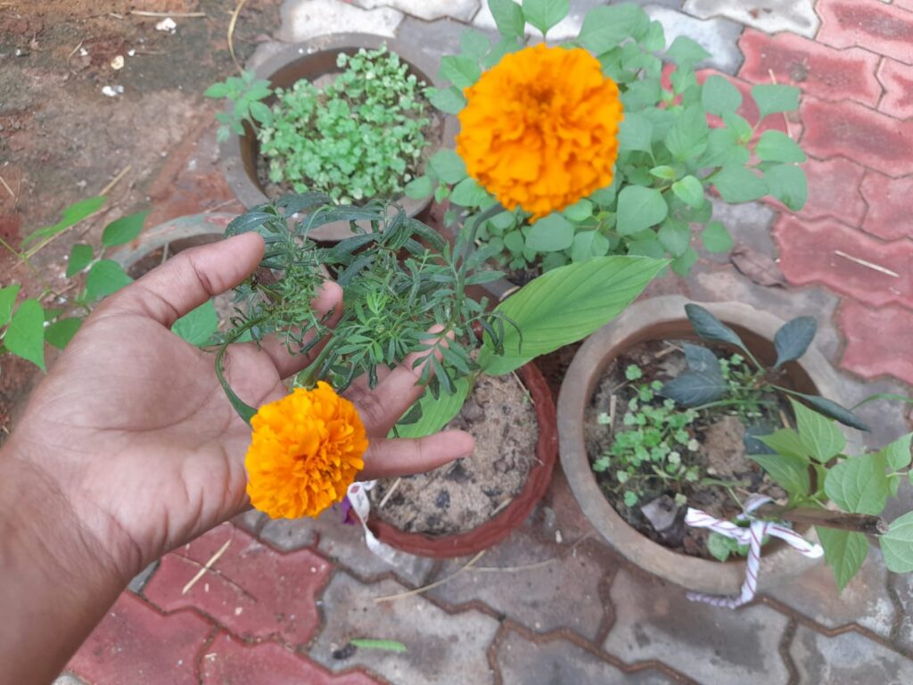 easy flowers to grow