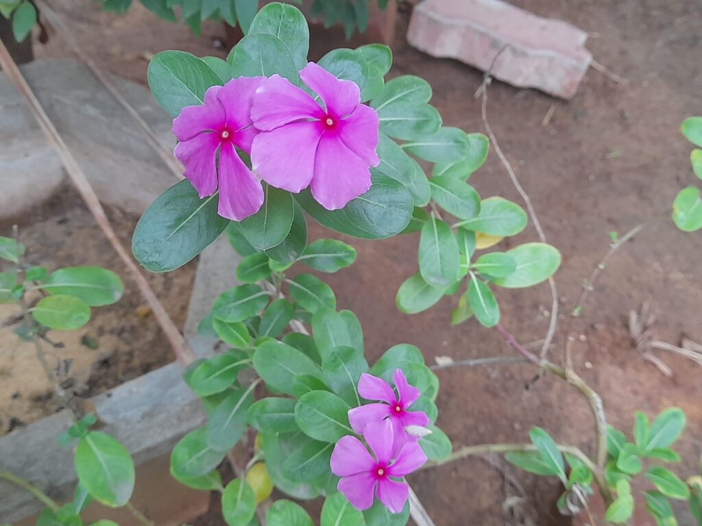 easy flowers to grow