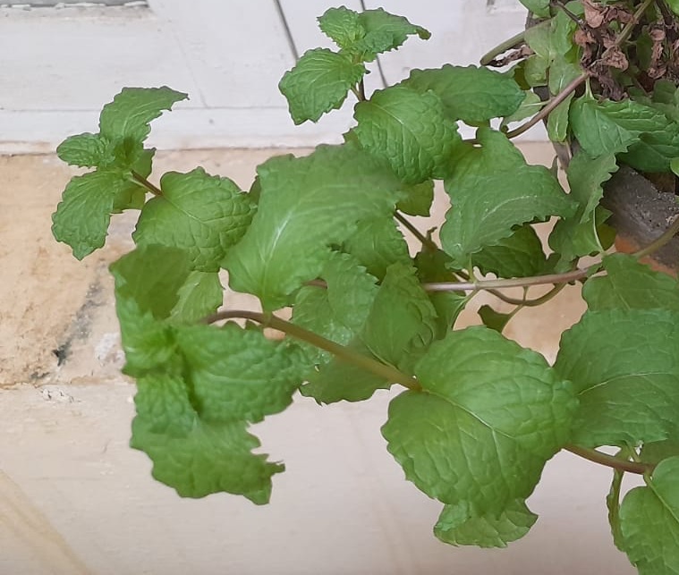 plants that attract beneficial insects