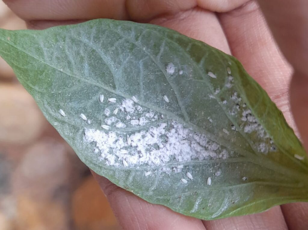 control whiteflies in the garden