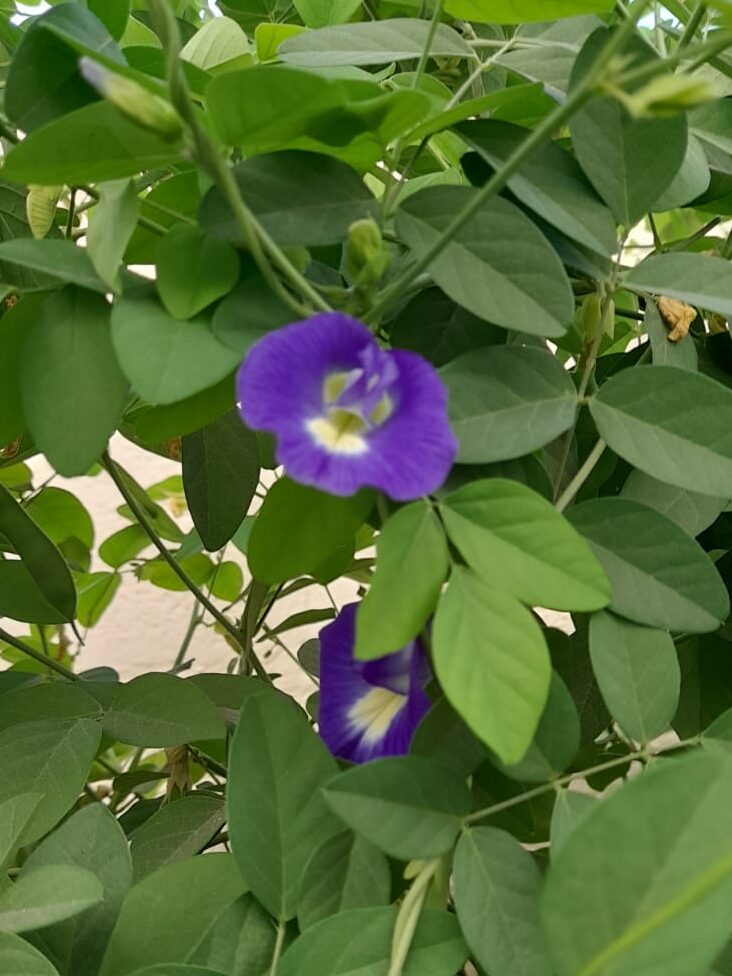 easy flowers to grow