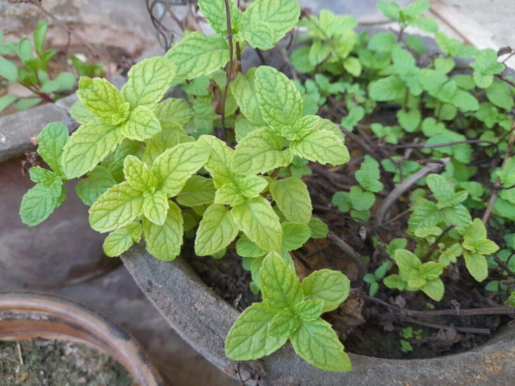 grow mint from cuttings
