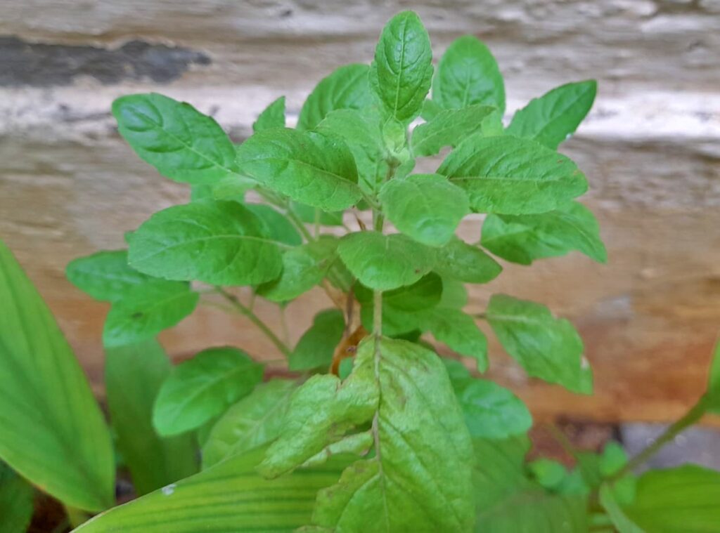 easy herbs to grow