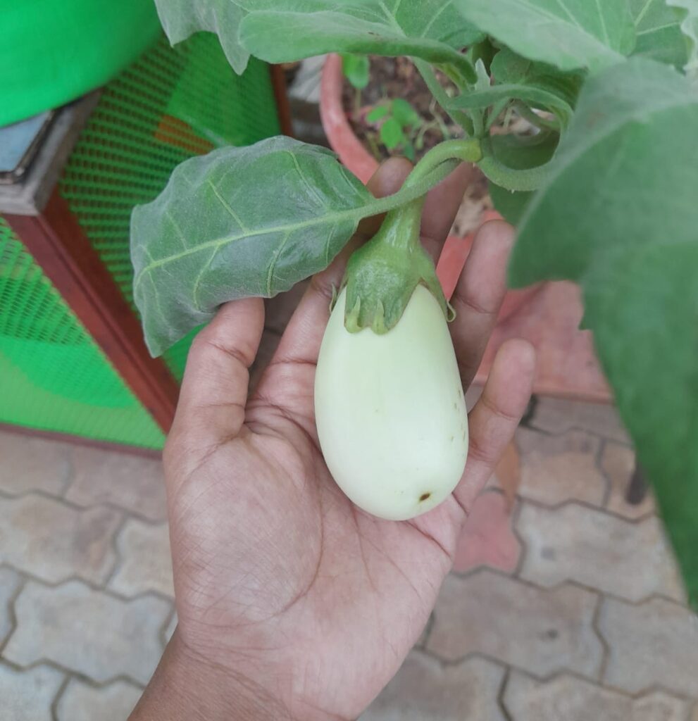 grow eggplant in a pot