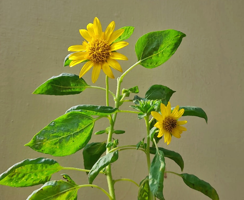 easy flowers to grow