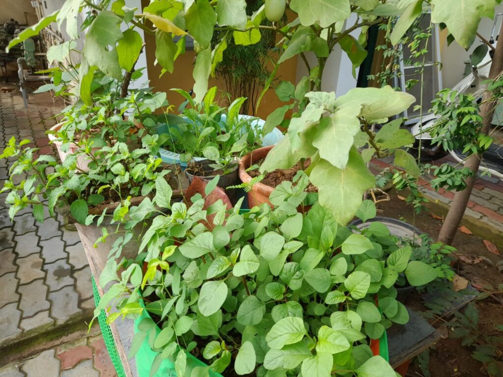 potting mix for container gardening 