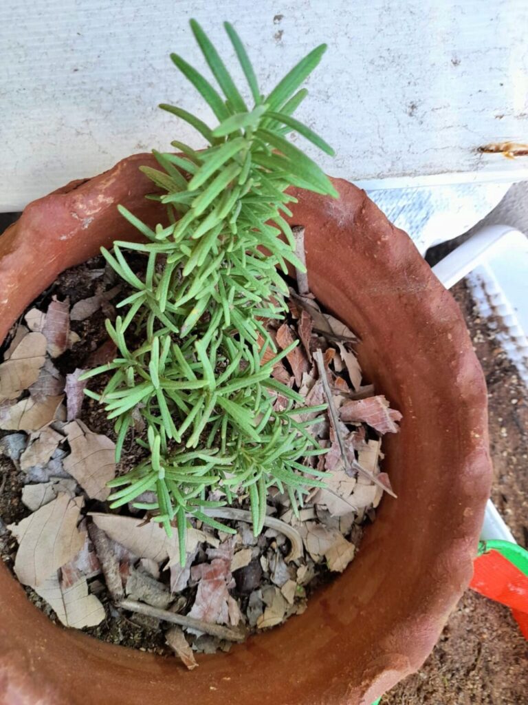 easy herbs to grow