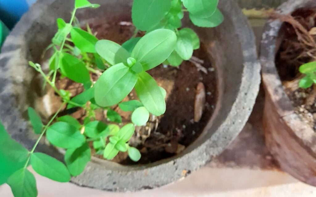 plant zinnia seeds