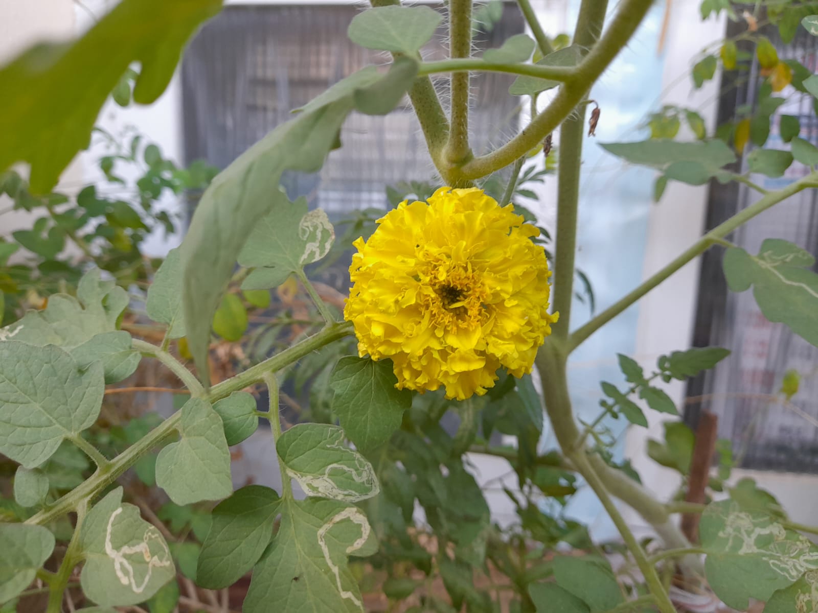 grow marigolds from seeds