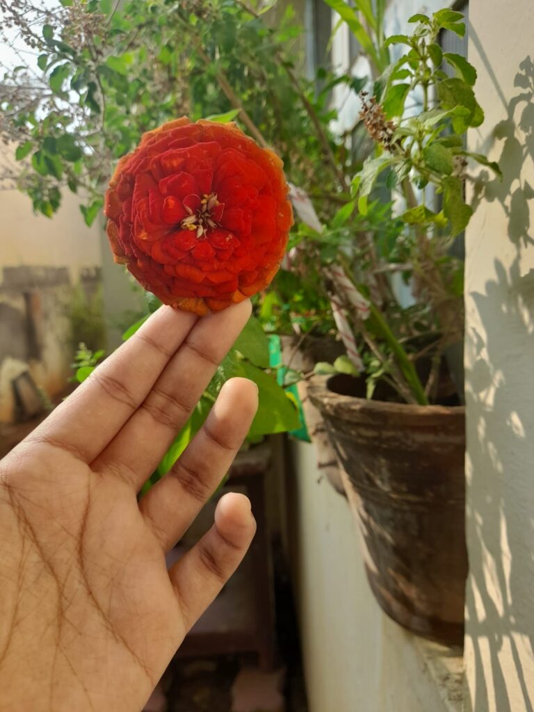 plant zinnia seeds