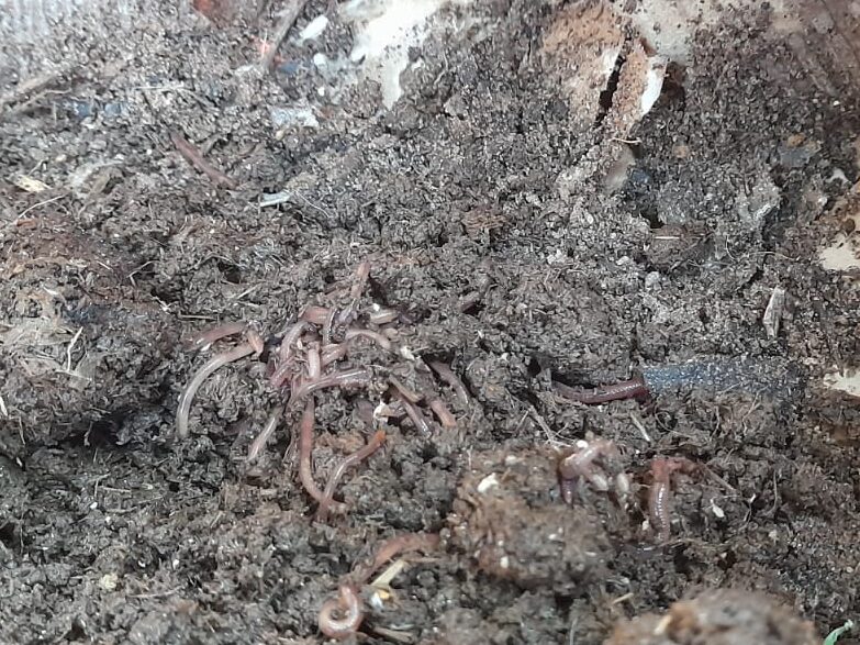 attract earthworms to garden