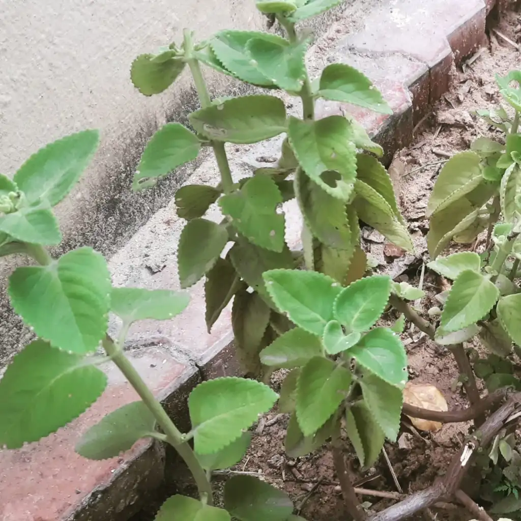 easy herbs to grow