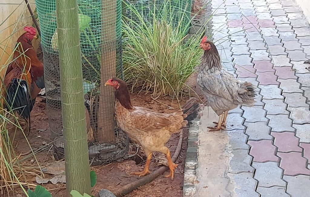 benefits of backyard chickens