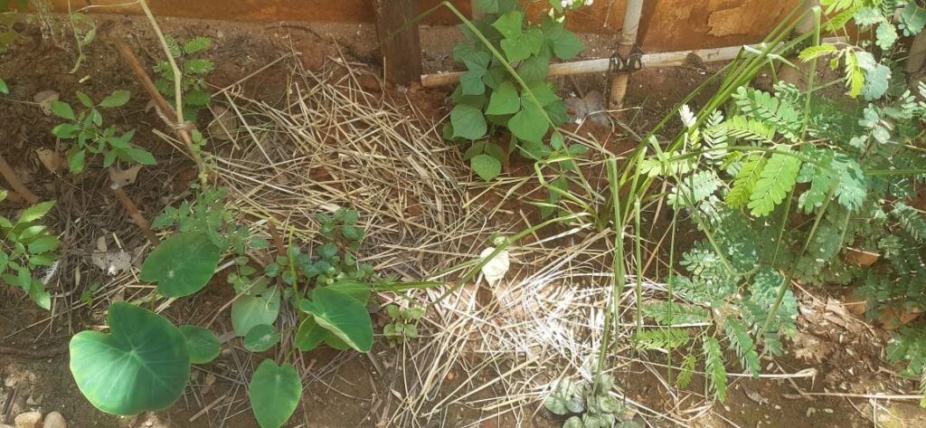 mulching benefits to soil