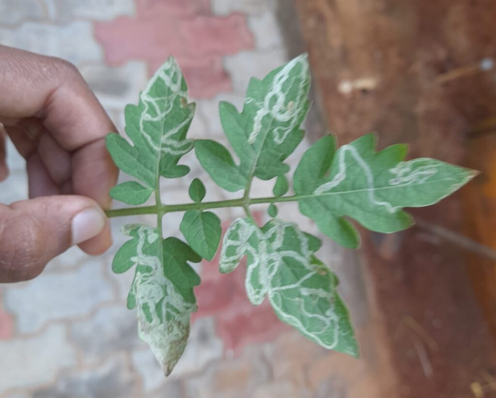 treat leaf miners naturally