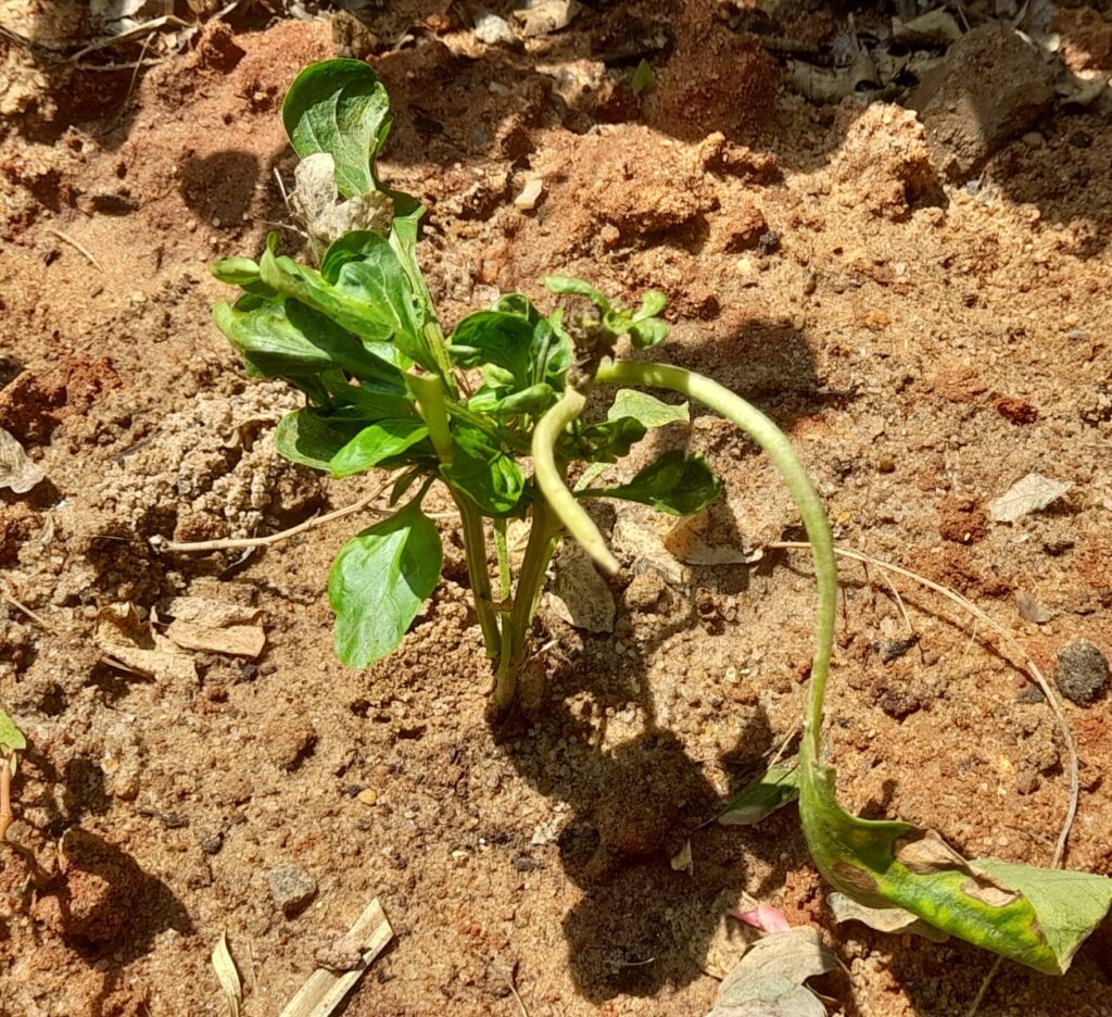 plants wilting