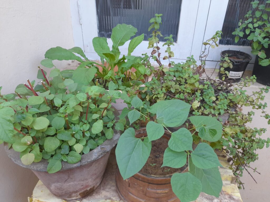 benefits of having a kitchen garden