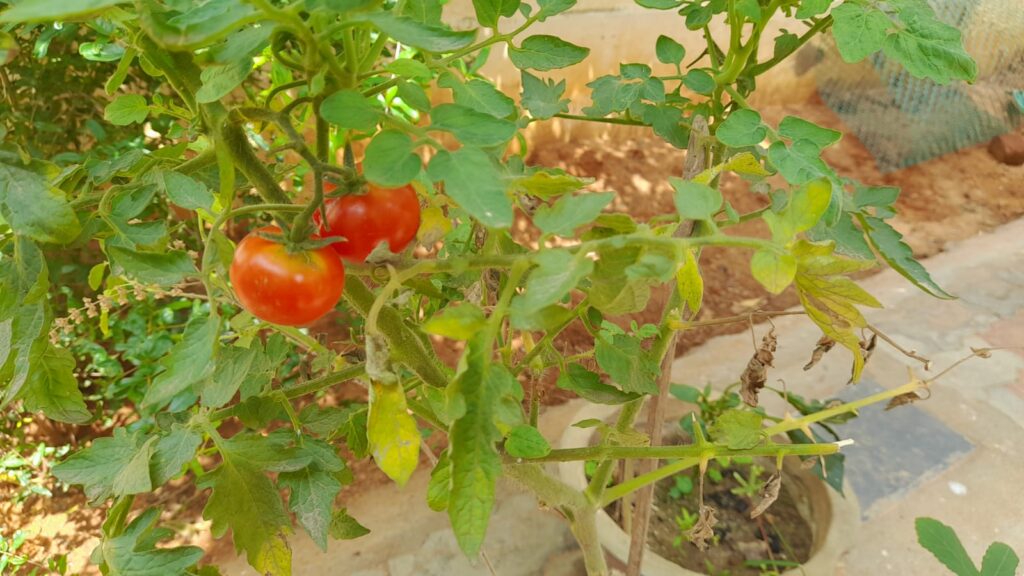 increase tomato yield