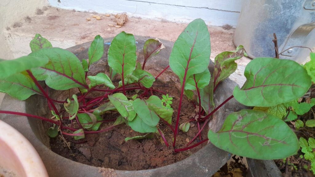 grow beetroot from seeds