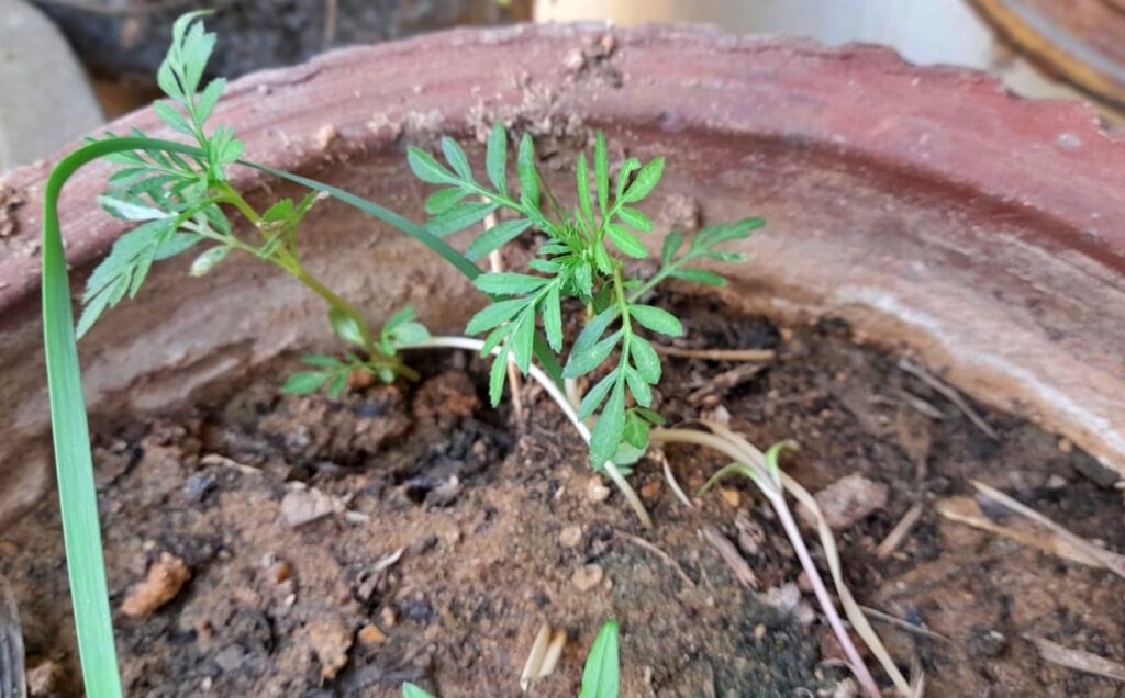 fix leggy seedlings