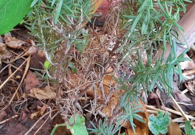 rosemary is dying