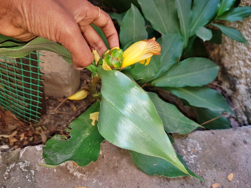 grow insulin plant
