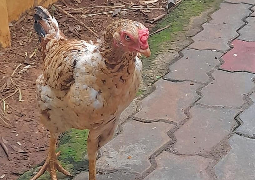 compost chicken manure