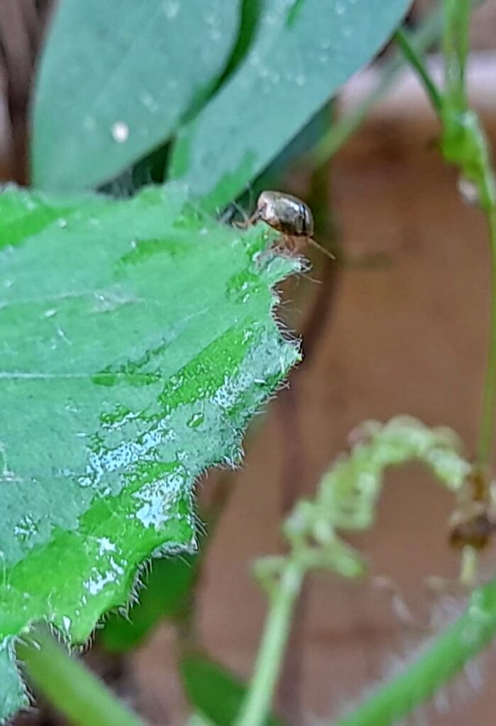 control aphids naturally